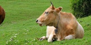 阳光灿烂的日子里，牛在田野里吃草