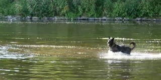 夏天在河里奔跑的狗。平移。