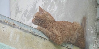 夏天老红猫坐在家里的阳台上。宠物贫困概念