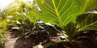 从青蛙的角度在菜园浇水或下雨。农业、种植和园艺主题。