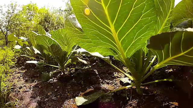 从青蛙的角度在菜园浇水或下雨。农业、种植和园艺主题。