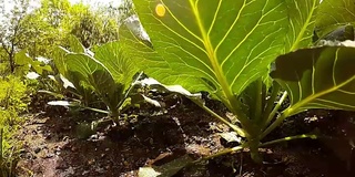 从青蛙的角度在菜园浇水或下雨。农业、种植和园艺主题。