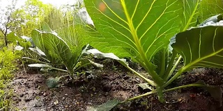 从青蛙的角度在菜园浇水或下雨。农业、种植和园艺主题。