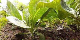 从青蛙的角度在菜园浇水或下雨。农业、种植和园艺主题。