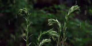 雨中的百合