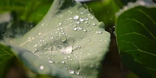 从青蛙的角度在菜园浇水或下雨。农业、种植和园艺主题。