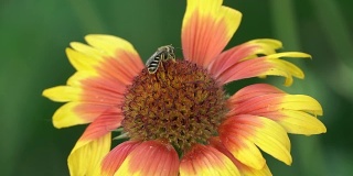 大黄蜂在花