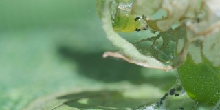 黄指虫包括绿叶、大叶黄豆绿毛虫