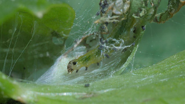 黄指虫包括绿叶、大叶黄豆绿毛虫