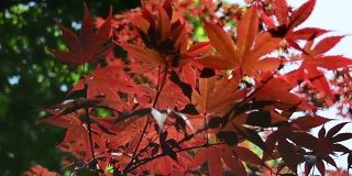 红秋的树枝在风中开花，伴着鸟叫和风吹的声音。景深浅