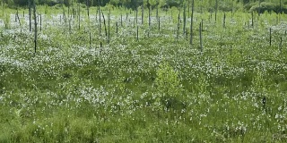盛开的白色花朵在春天沼泽的森林背景