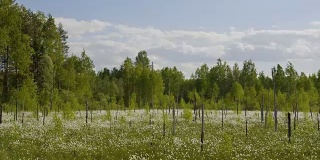 盛开的白色花朵在春天沼泽的森林背景