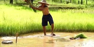 农民在雨季种植水稻。他被水和泥浸透，准备播种。