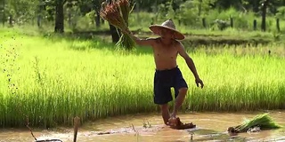 农民在雨季种植水稻。他被水和泥浸透，准备播种。