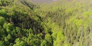 飞越群山中的森林。乌克兰喀尔巴阡的鸟瞰图