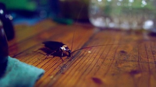 慢镜头:一只蟑螂在餐桌上行走视频素材模板下载
