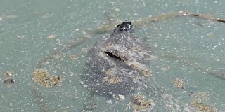 乌龟在肮脏、受污染的水里