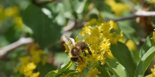 采集花粉的工蜂。