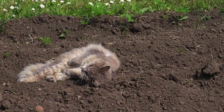 猫在户外的土壤上休息