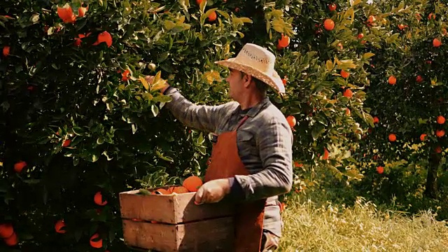 农民从柑桔园采摘成熟的橙子