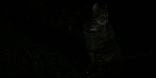 晚上在户外的猫