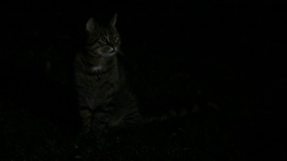 晚上在户外的猫视频素材模板下载