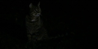 晚上在户外的猫
