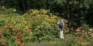 花园里的摄影师正在拍摄盛开的杜鹃花