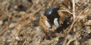 蜘蛛在沙子和干草中跳来跳去。