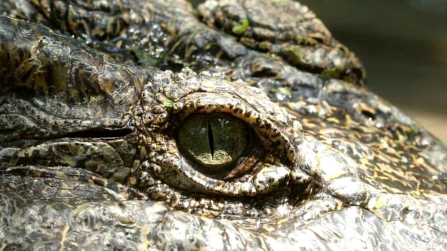 近距离观察泰国的淡水鳄鱼