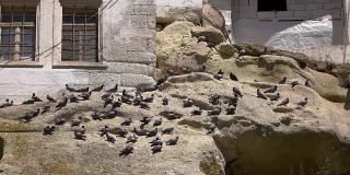 高清视频。鸽子在岩石上，在岩石里。慢动作