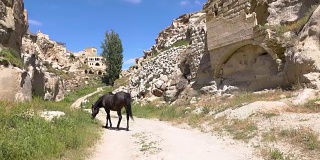 高清视频。马在岩石里在城市里。慢动作