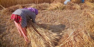 一名老妇人在收割时把麦子捆成捆