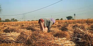 一名老妇人在收割时把麦子捆成捆