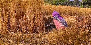 妇女们用镰刀收割小麦