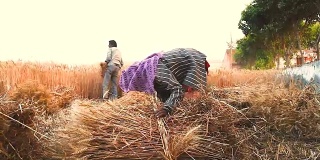 在田里捆麦子的妇女