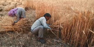 印度农民用镰刀收割小麦