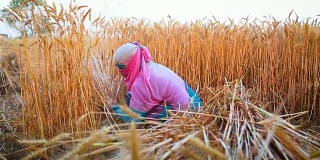 一对妇女用镰刀收割小麦