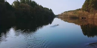 鸟瞰图:鸭子从水面起飞。河上的野鸟正在远离摄像机。美丽lanscape