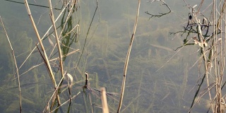 芦苇在水中和水下表面。海岸线的池塘