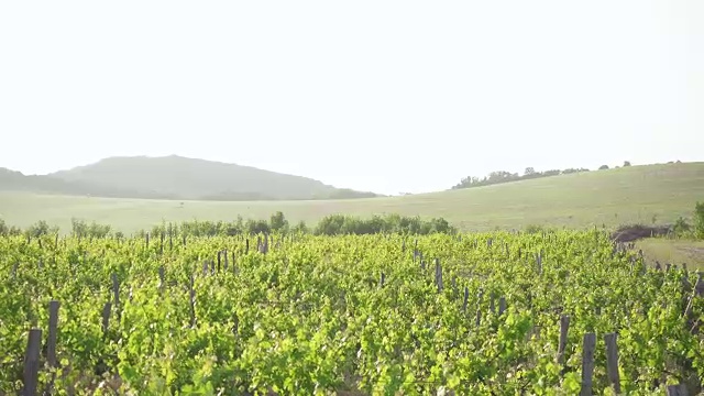 Grape fields and hills on the horizon