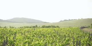 Grape fields and hills on the horizon