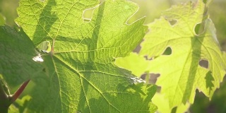 慢镜头大的绿色葡萄叶子在阳光下