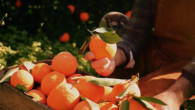 从果园中采摘和检验新鲜橙子的农民