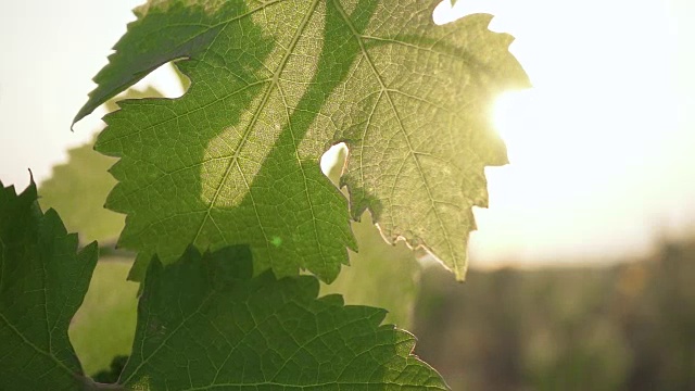 慢镜头:明亮的阳光照在葡萄叶子上