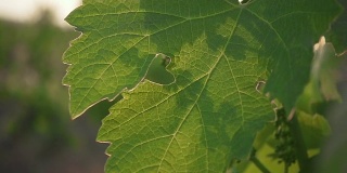 慢镜头里，春天葡萄的绿叶和未成熟的一串串