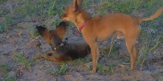 超级慢动作拍摄两只小狗好玩的战斗。