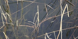 芦苇在水中和水下表面。海岸线的池塘