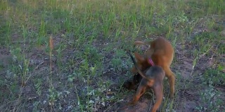 超级慢动作拍摄两只小狗好玩的战斗。