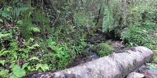 喜马拉雅雨林中的小溪